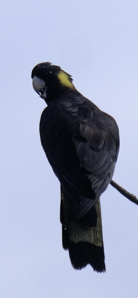 Yellow-tailed Black-Cockatoo - ML647386163