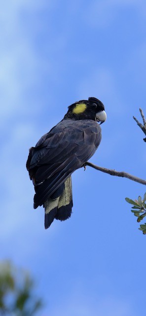 Yellow-tailed Black-Cockatoo - ML647386164