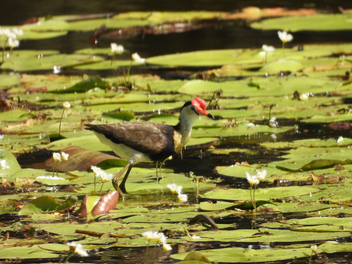 Comb-crested Jacana - ML647386165