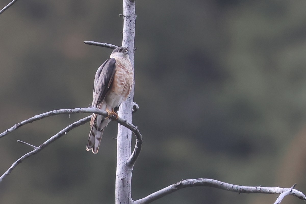 Sharp-shinned Hawk - ML647386166
