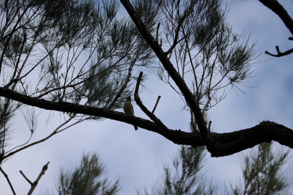 Rufous Whistler - ML647386167