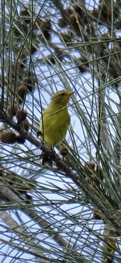 Yellow Thornbill - ML647386168