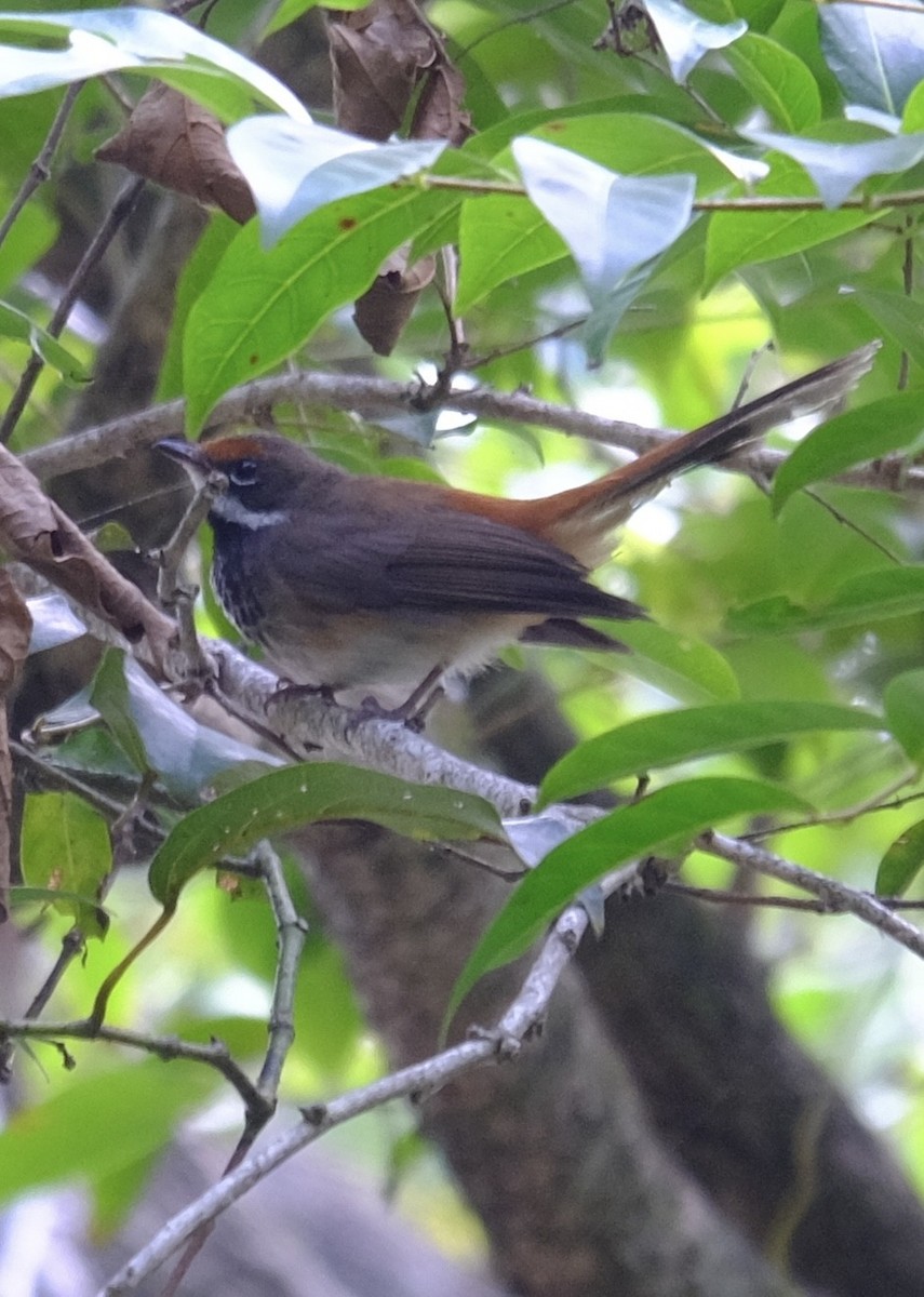Australian Rufous Fantail - ML647386173