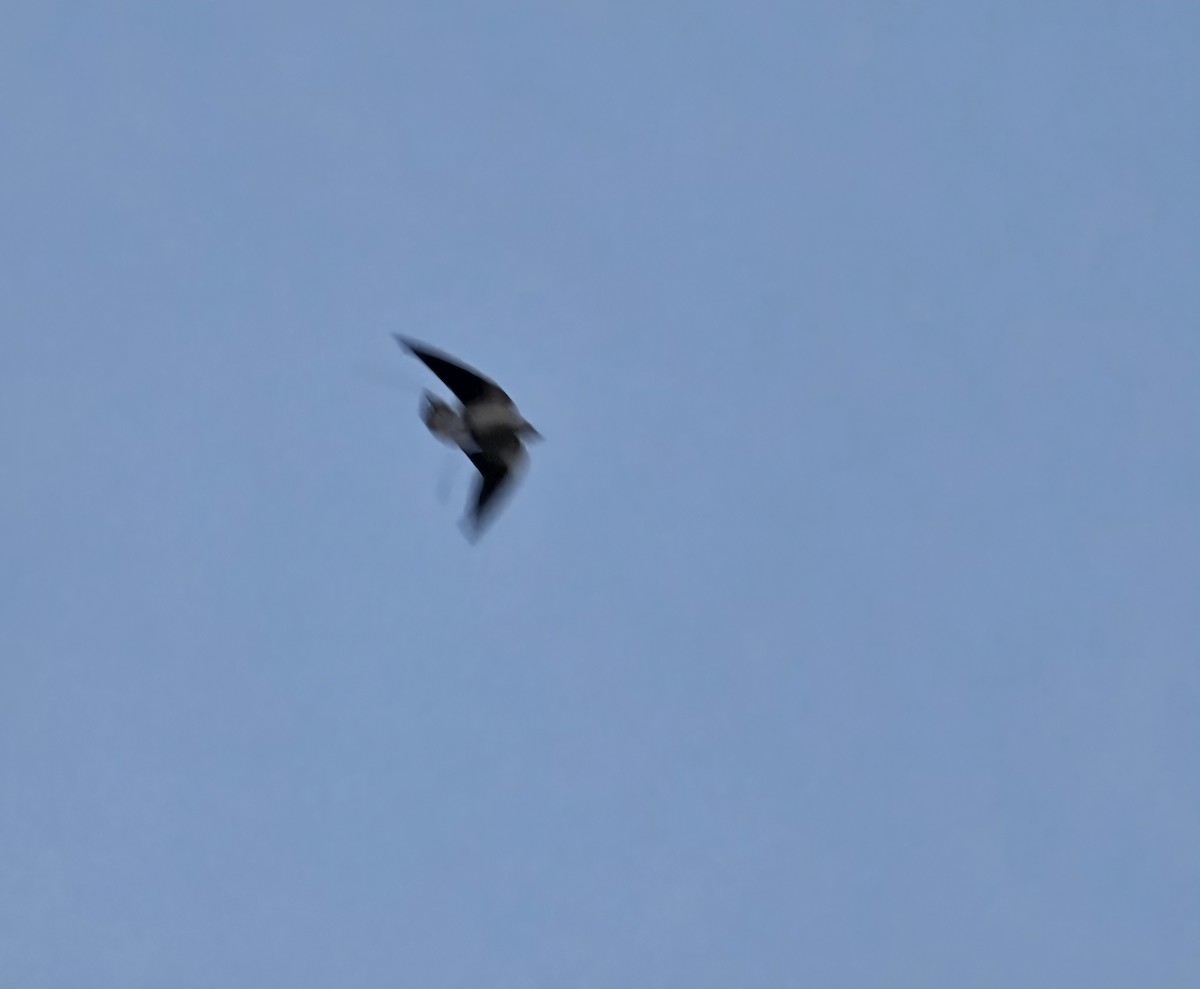 Barn Swallow - ML647386174