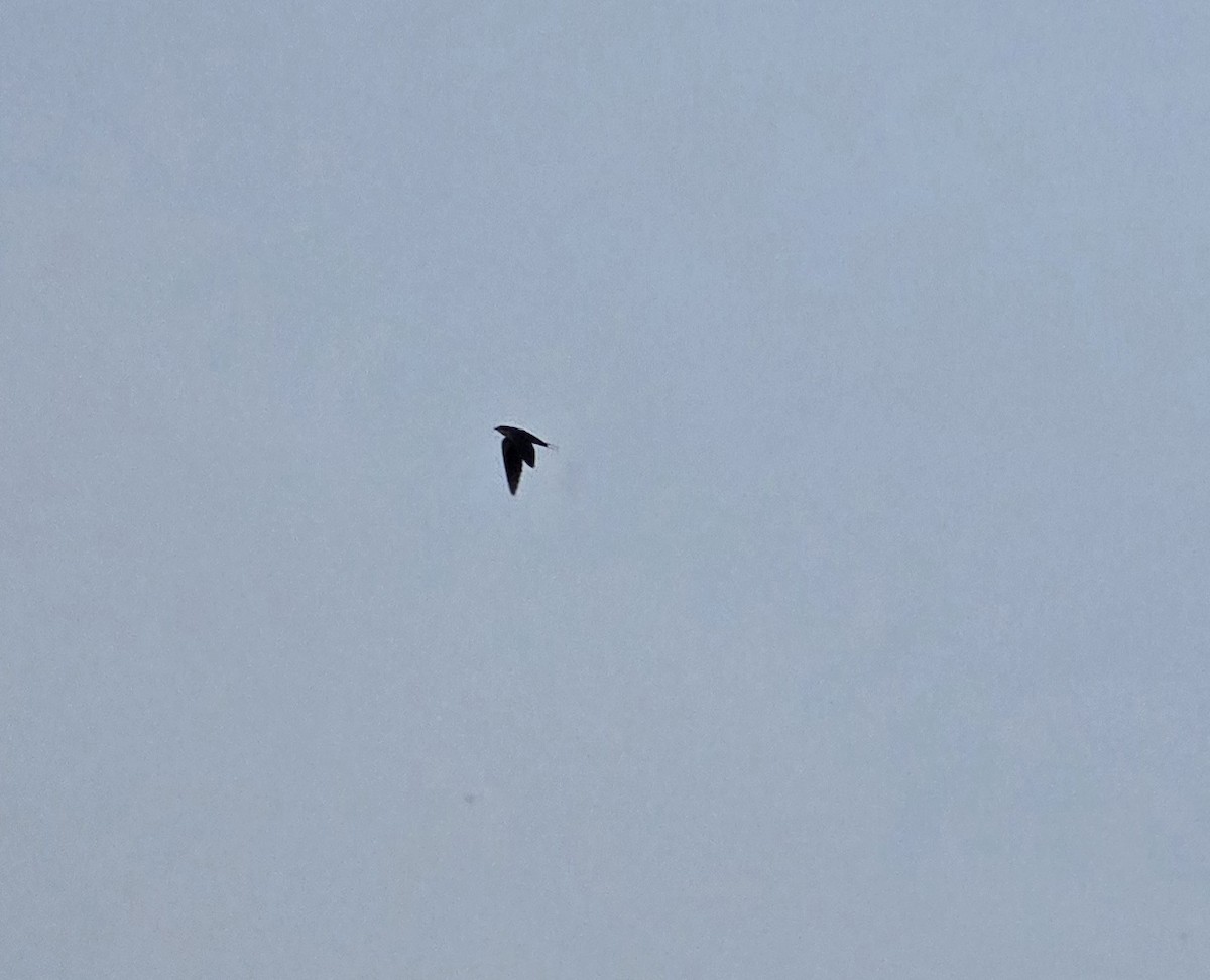 Barn Swallow - ML647386176