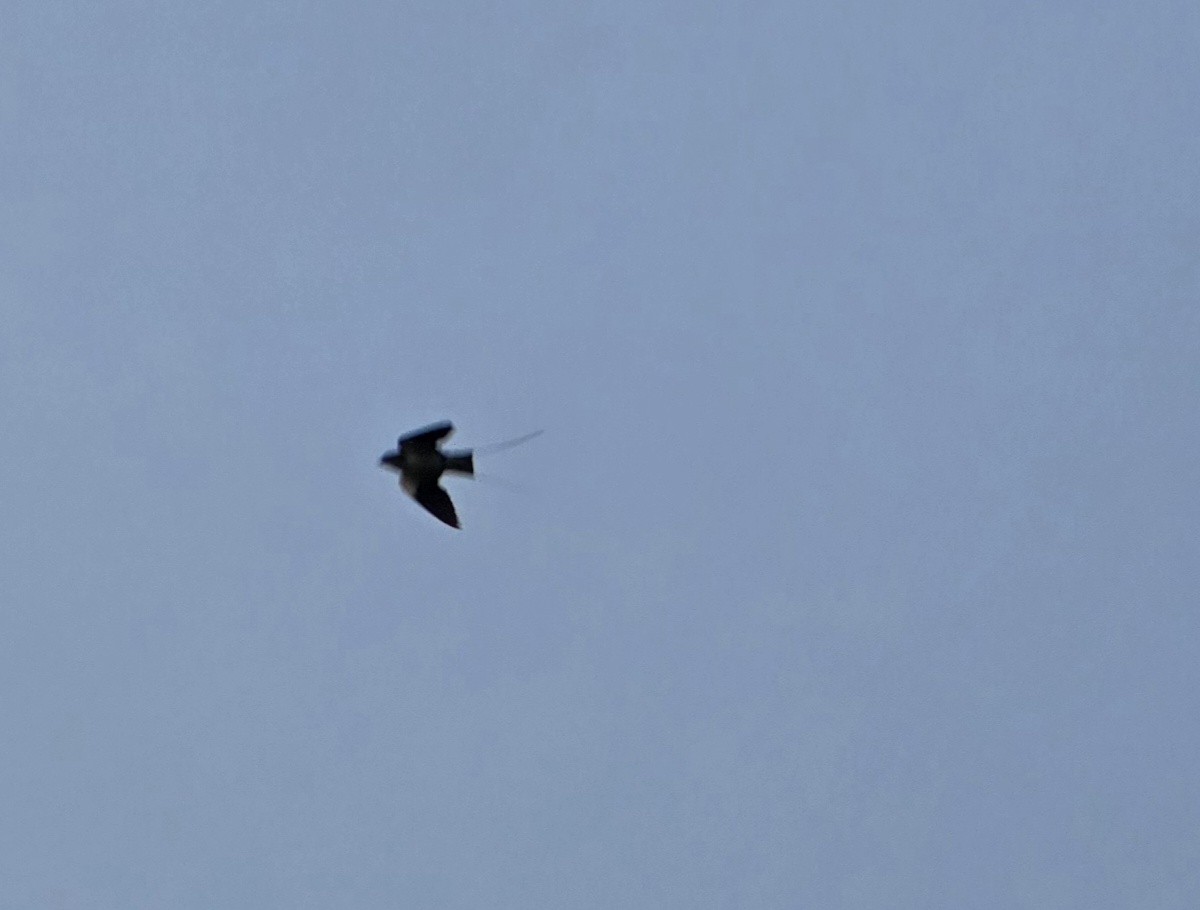 Barn Swallow - ML647386177