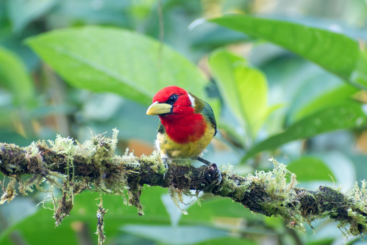 Red-headed Barbet - ML647386202