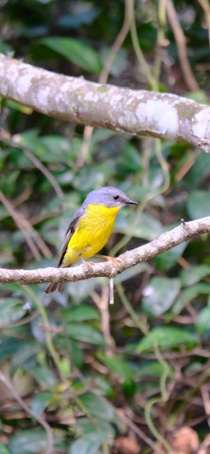 lejsčík žlutý - ML647386205