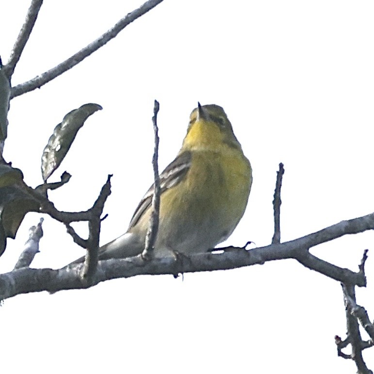 Pine Warbler - ML647386207