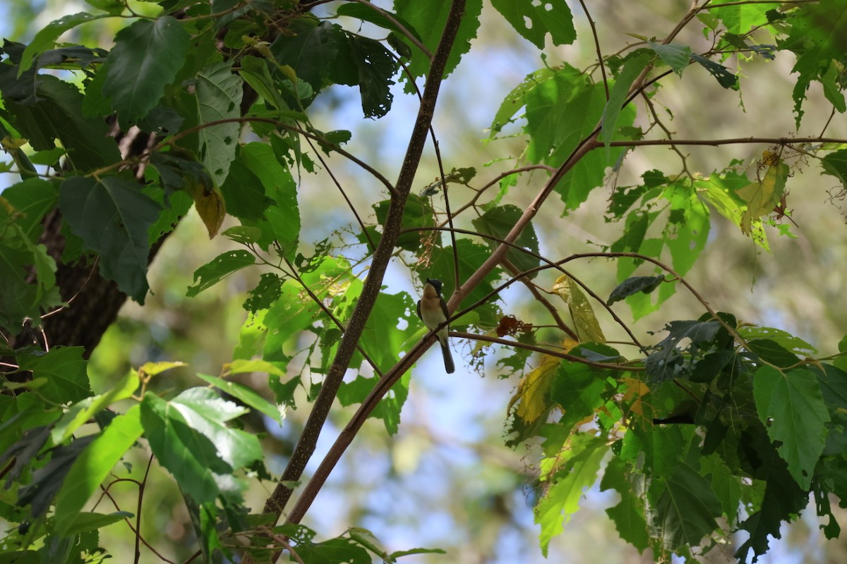 Leaden Flycatcher - ML647386214