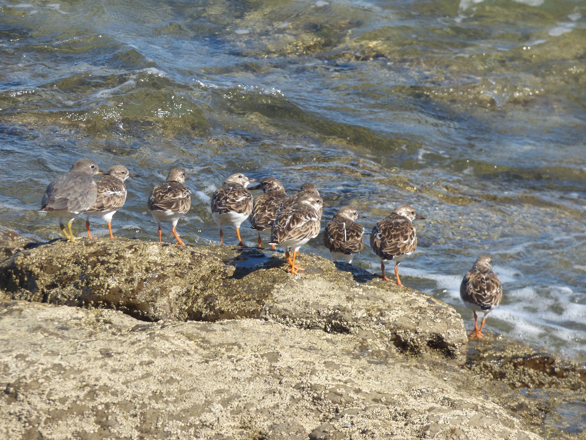 Surfbird - ML647386227
