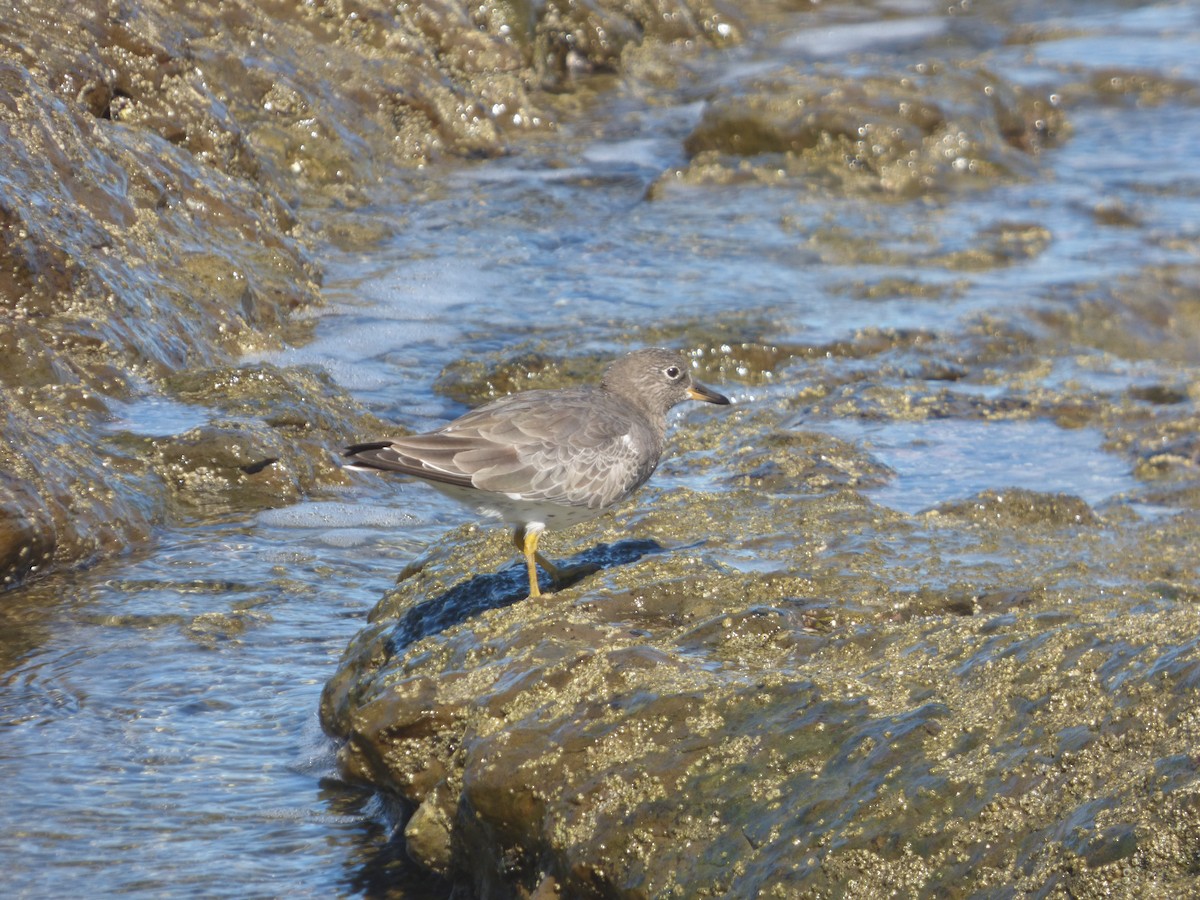 Surfbird - ML647386228