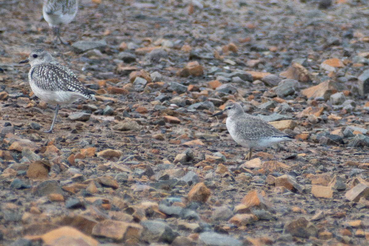 Исландский песочник - ML647386231