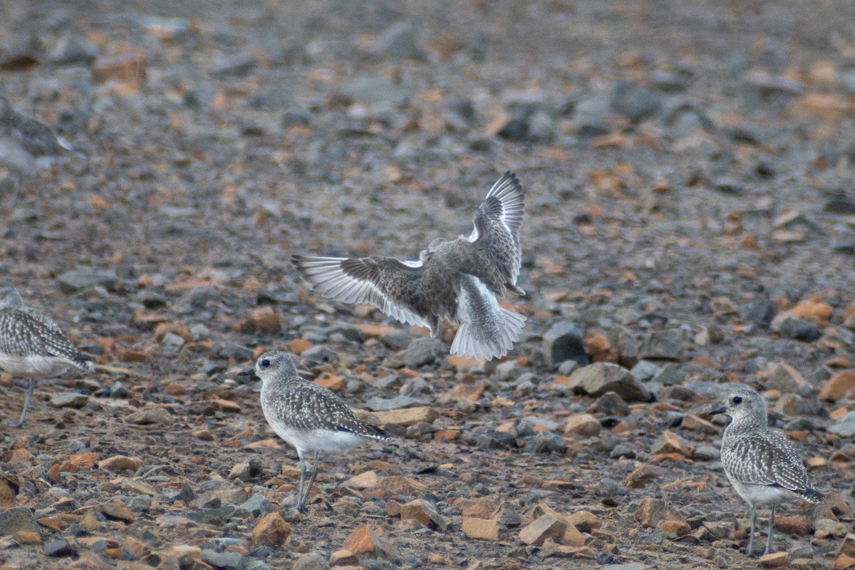 Исландский песочник - ML647386232