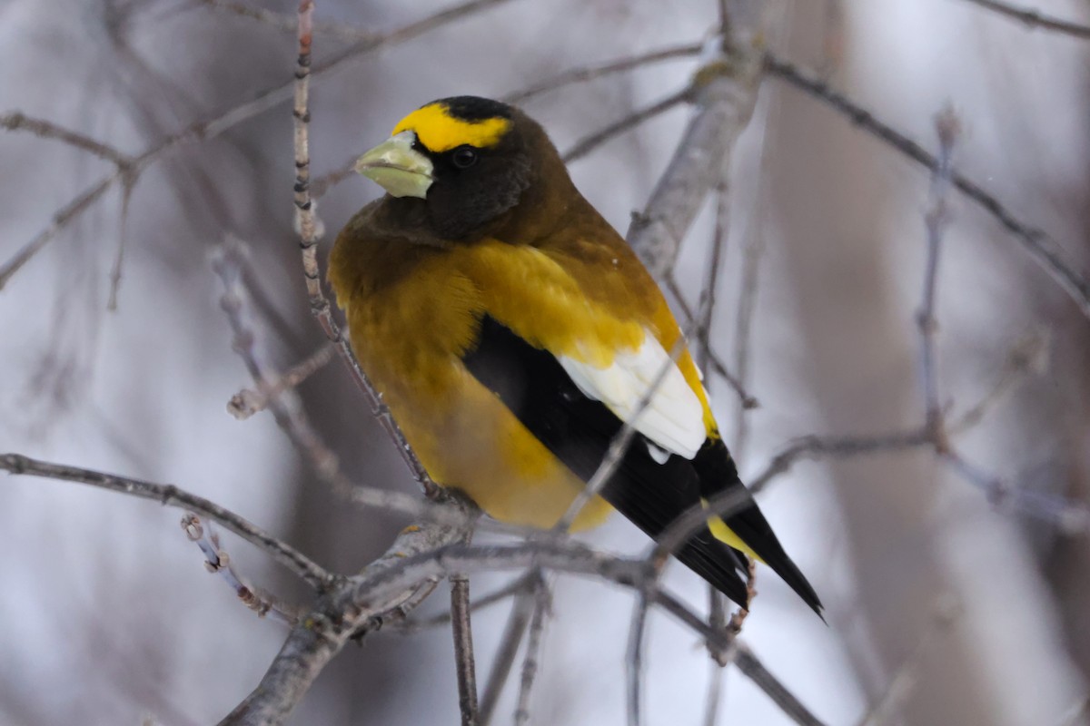 Evening Grosbeak - ML647386233