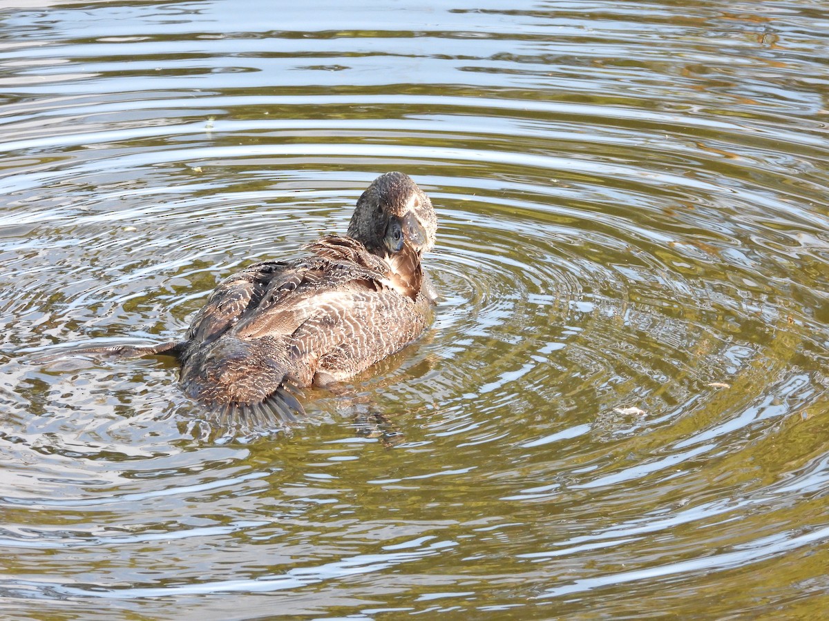 Лопастная утка - ML647386234