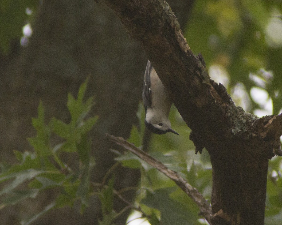 White-breasted Nuthatch - ML647386240