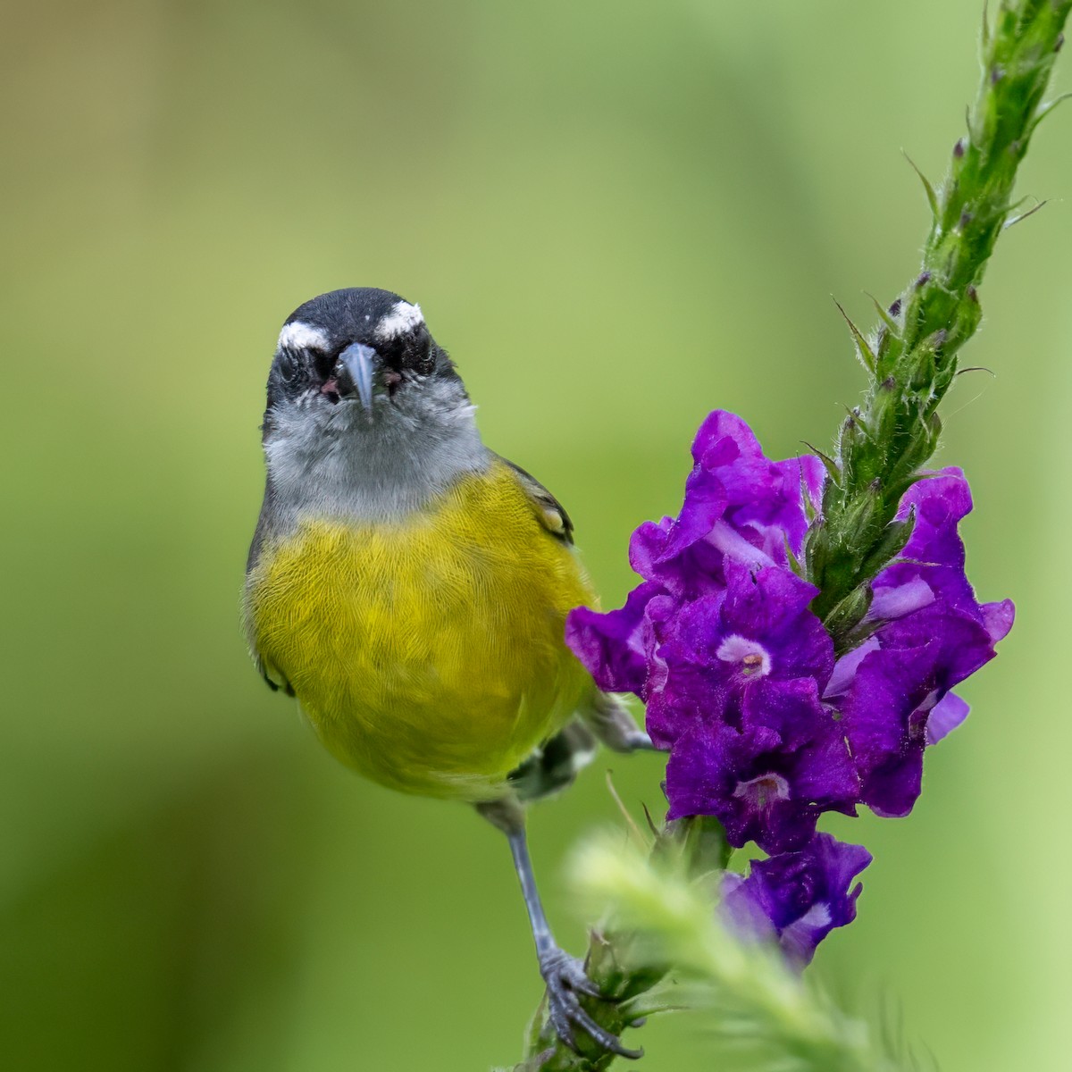 Банановая кареба, сахарная цветочница - ML647386245