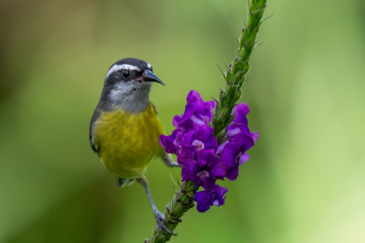 Банановая кареба, сахарная цветочница - ML647386246