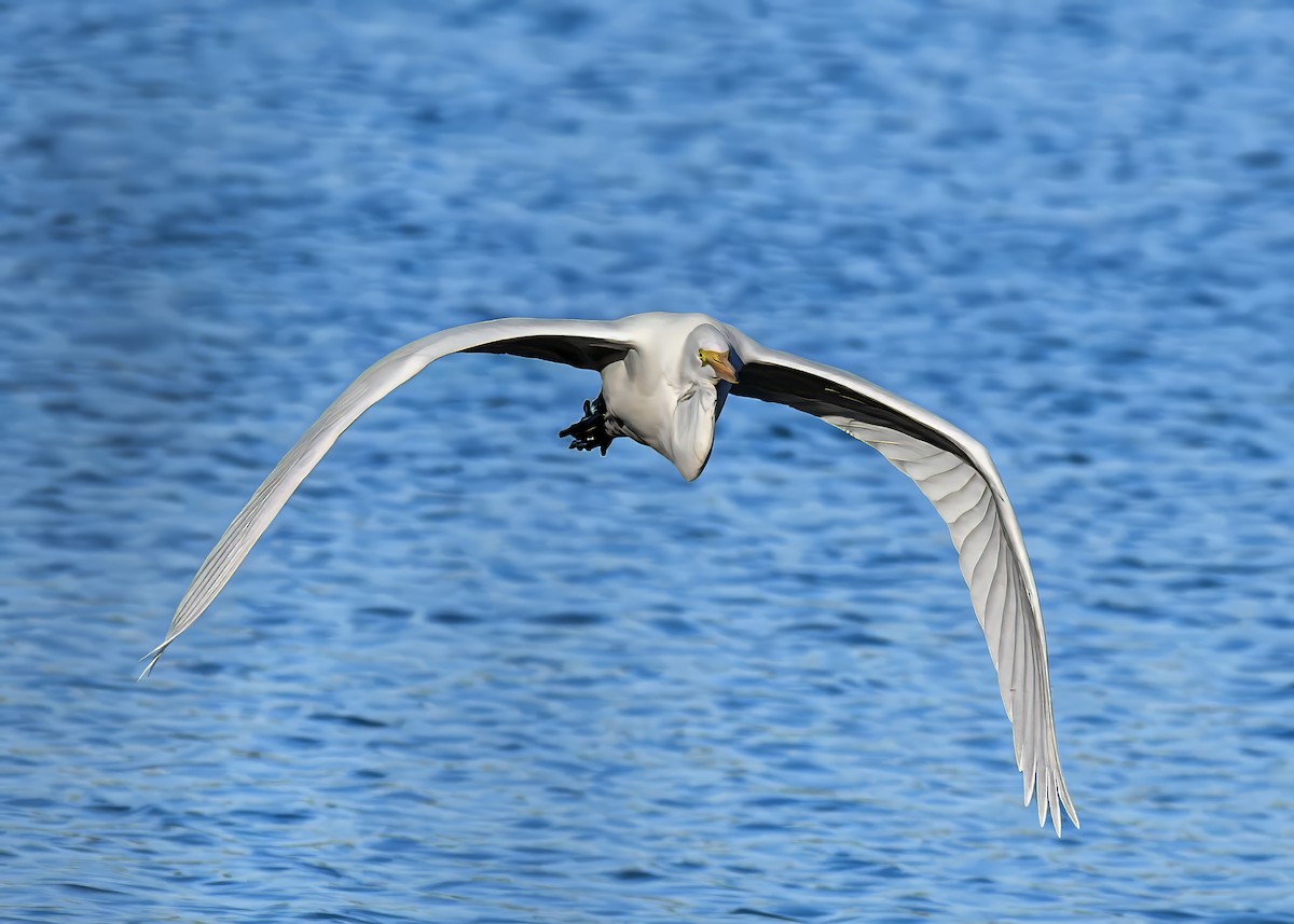 Большая белая цапля - ML647386248