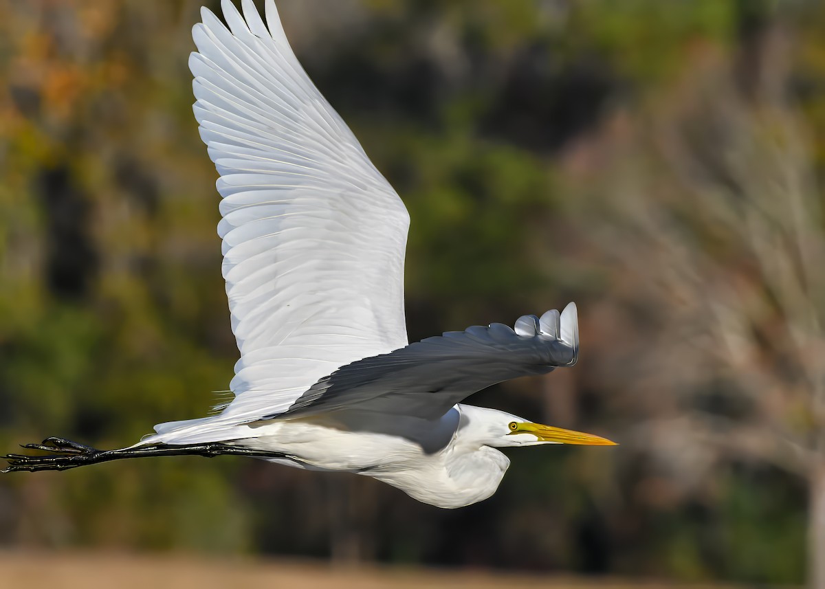 Большая белая цапля - ML647386249