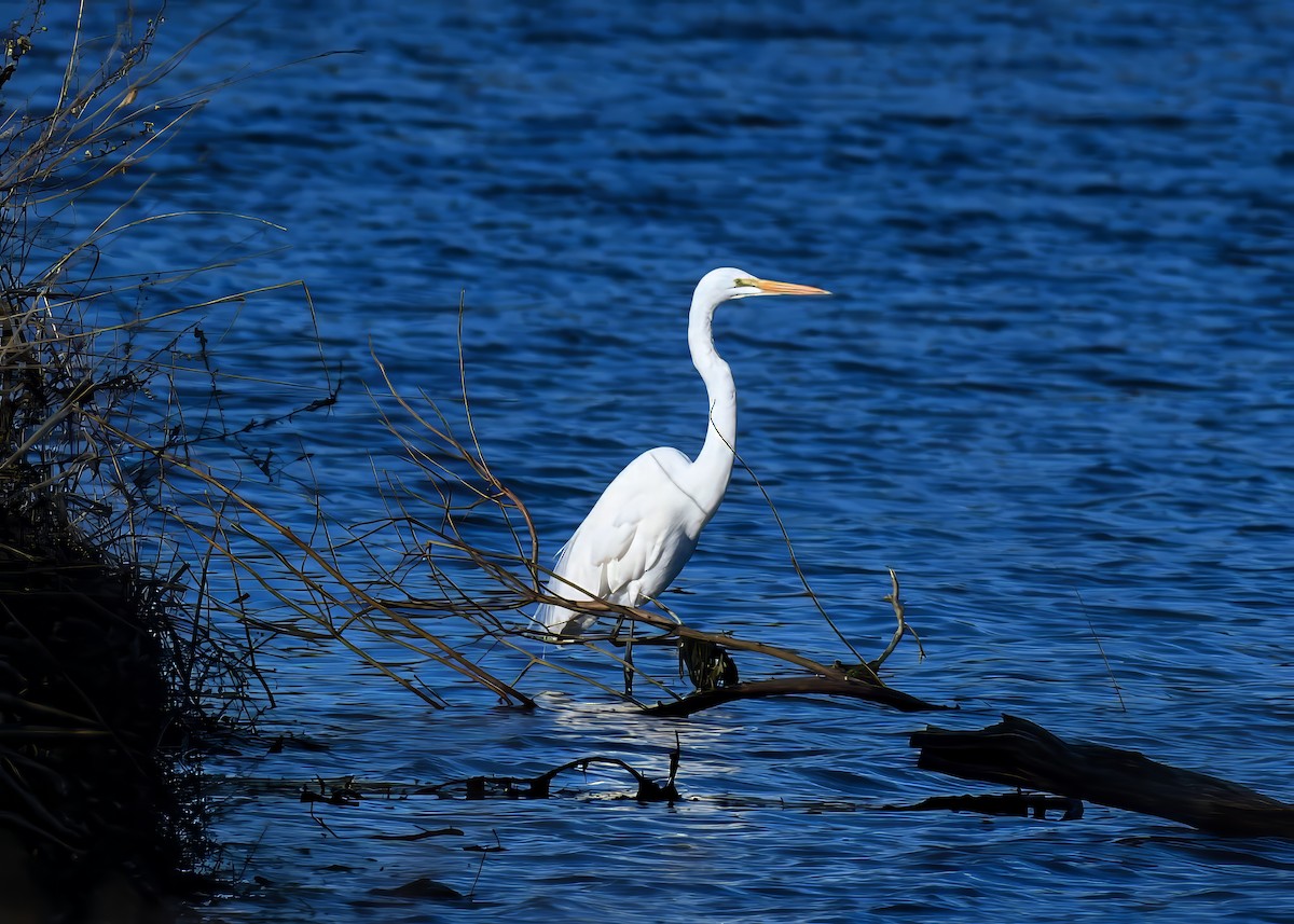 Большая белая цапля - ML647386251