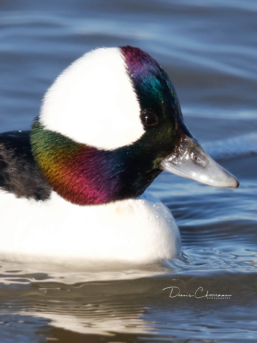 Гоголь-головастик - ML647386252