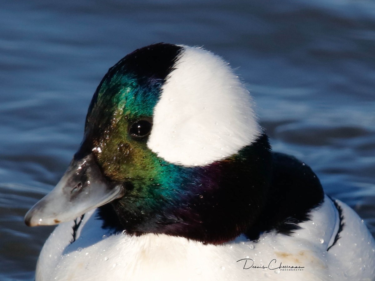 Bufflehead - ML647386253