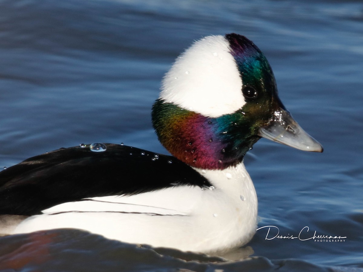 Гоголь-головастик - ML647386254