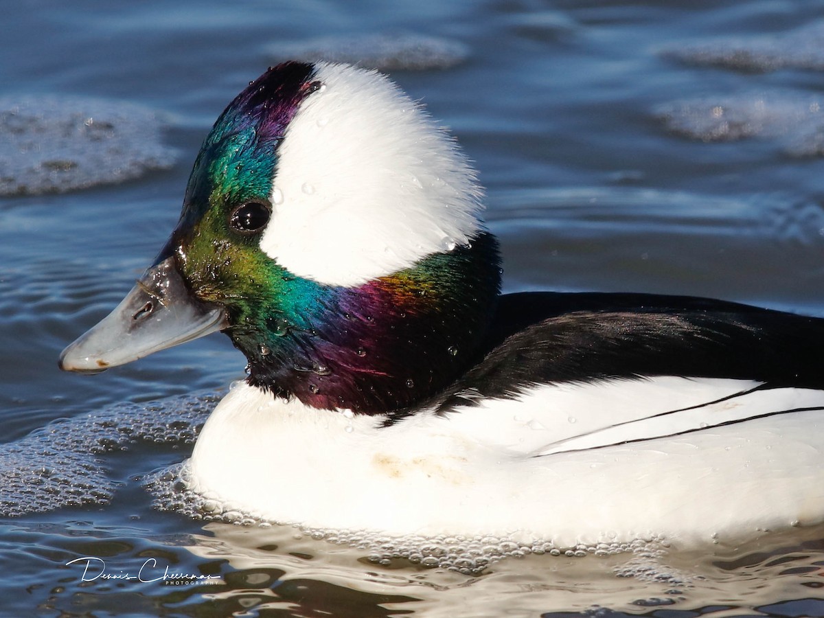 Гоголь-головастик - ML647386255