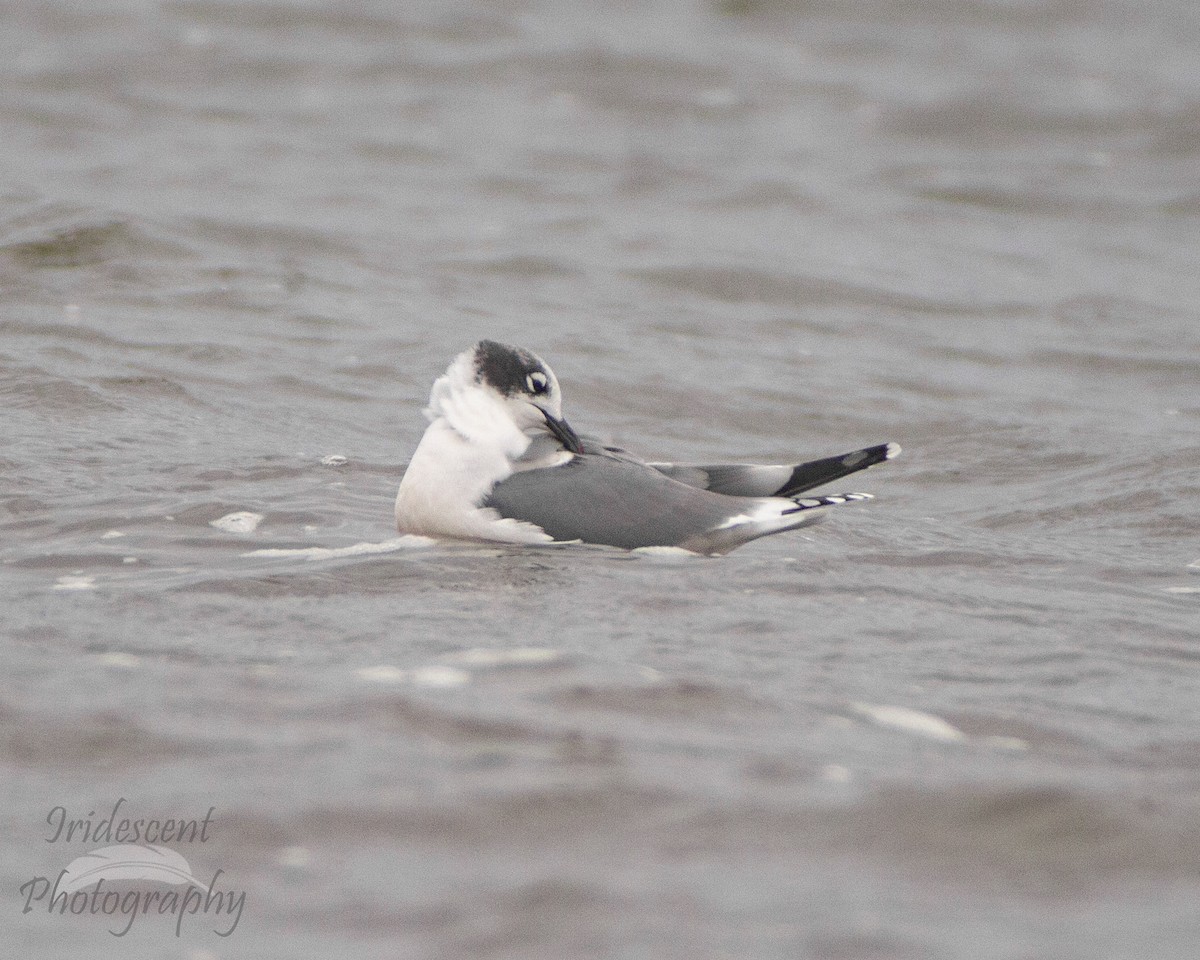 Франклинова чайка - ML647386257