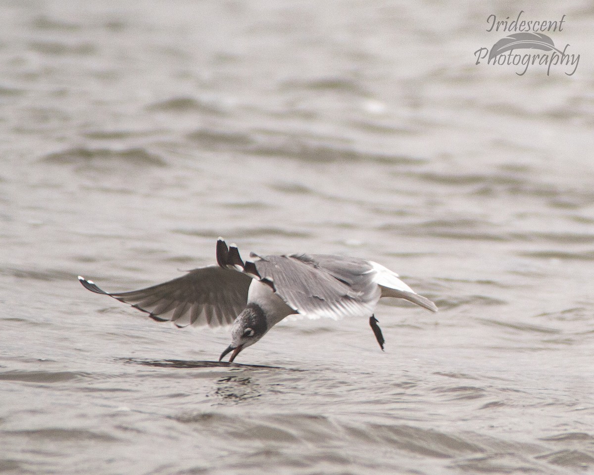 Франклинова чайка - ML647386258