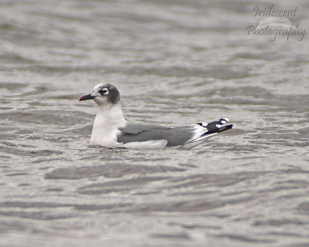 Франклинова чайка - ML647386259