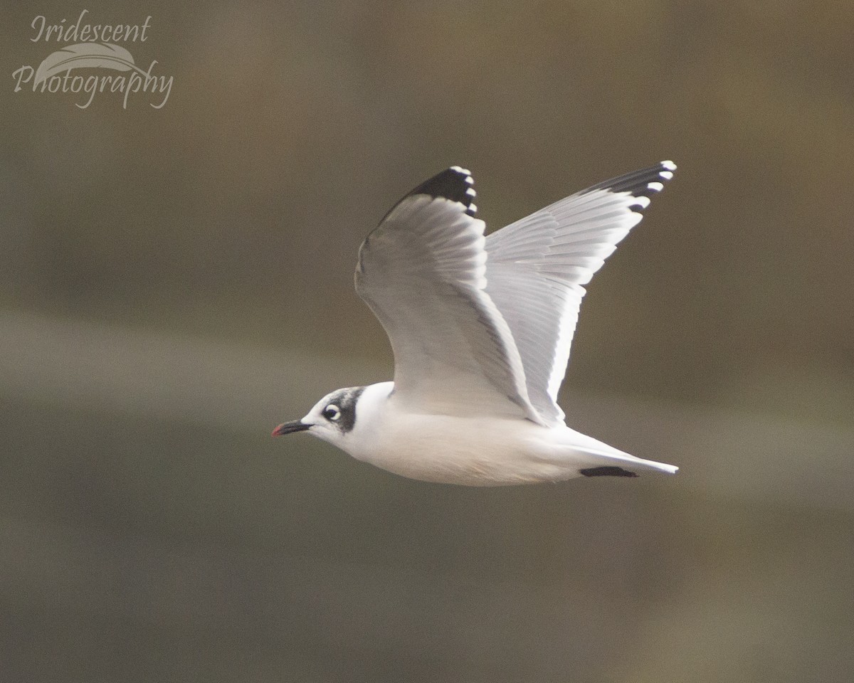 Франклинова чайка - ML647386260