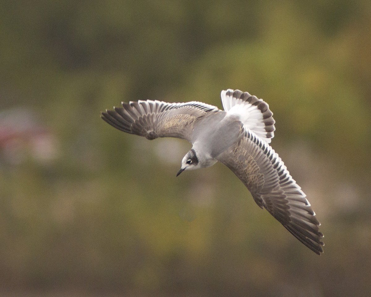 Франклинова чайка - ML647386262