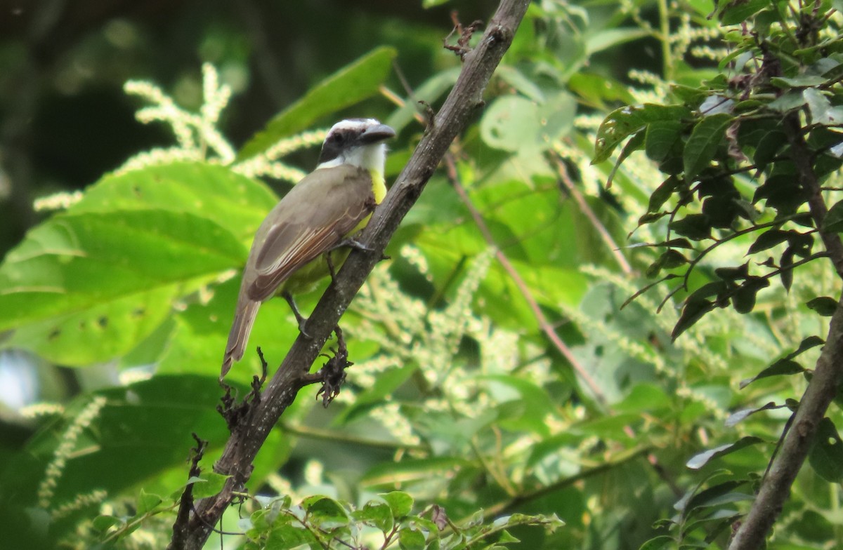 Челноклювый бентеви - ML647386263