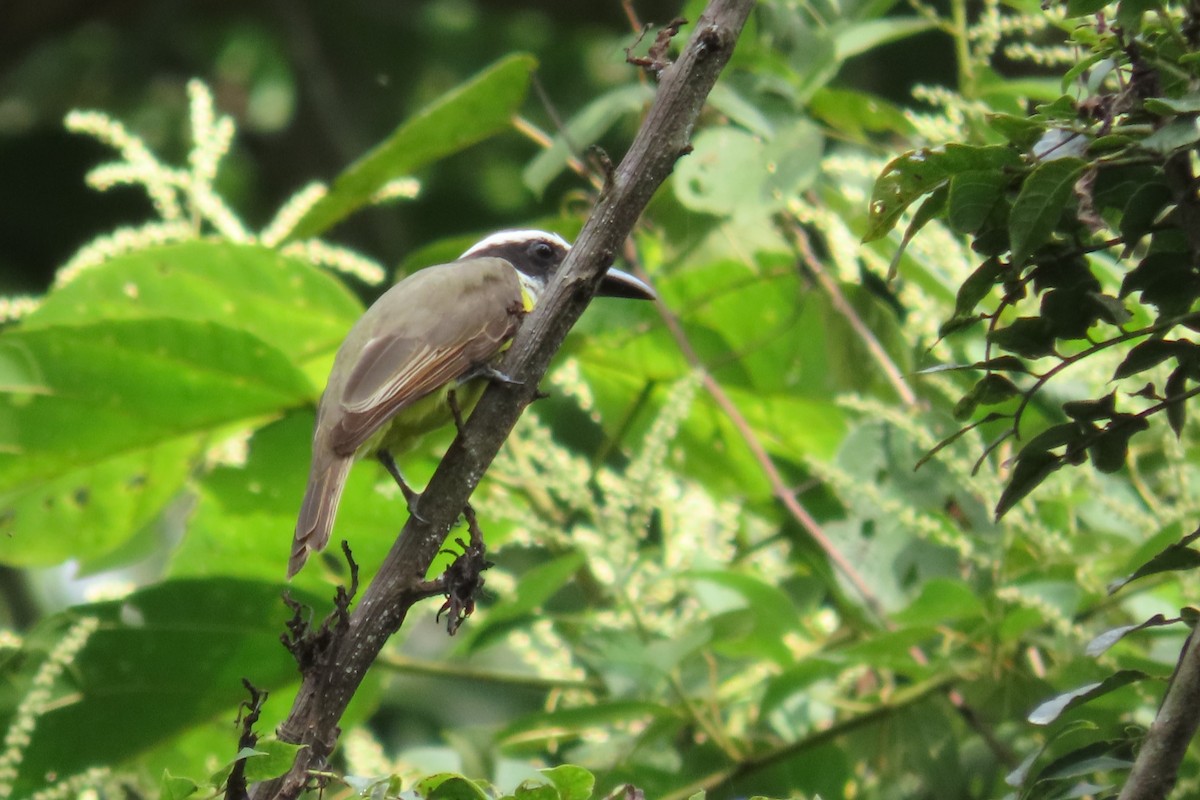 Челноклювый бентеви - ML647386264