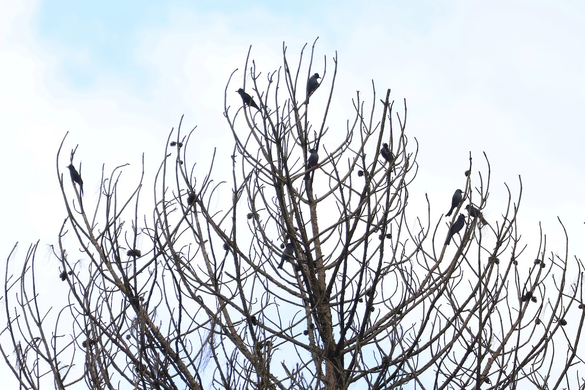 Черный бюль-бюль - ML647386265