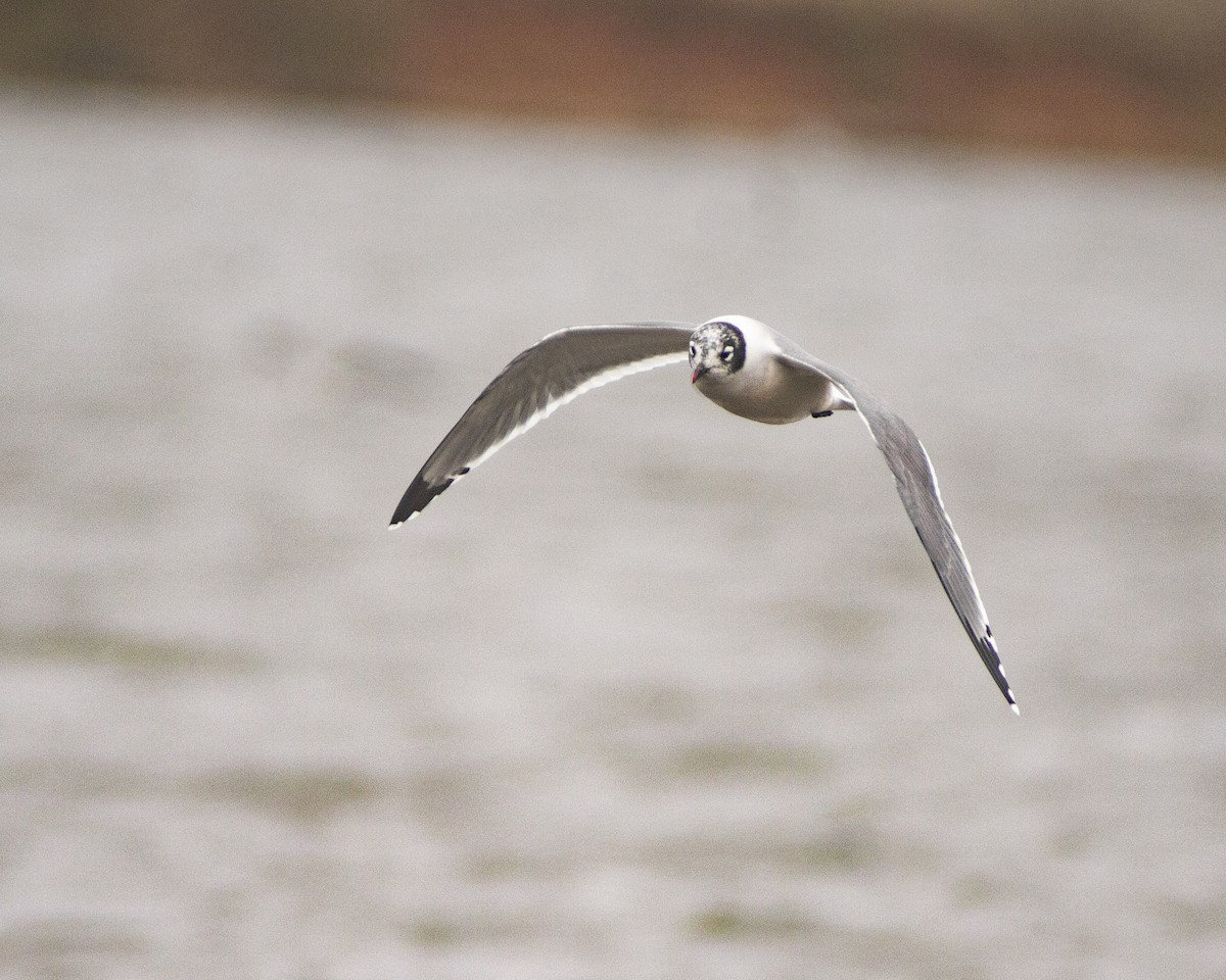 Франклинова чайка - ML647386266