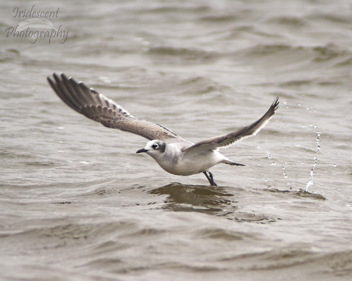 Франклинова чайка - ML647386268