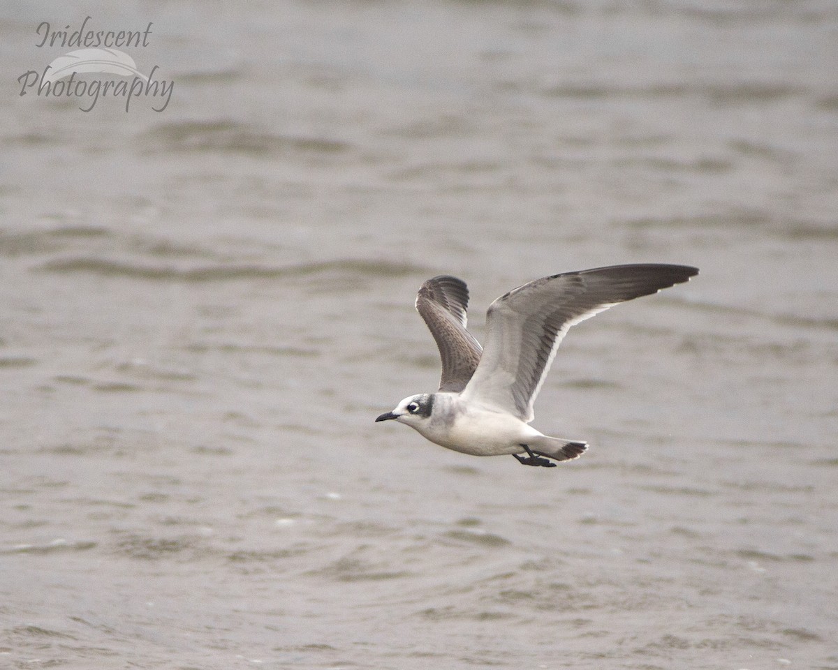 Франклинова чайка - ML647386269