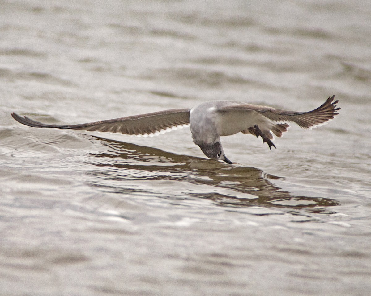 Франклинова чайка - ML647386270