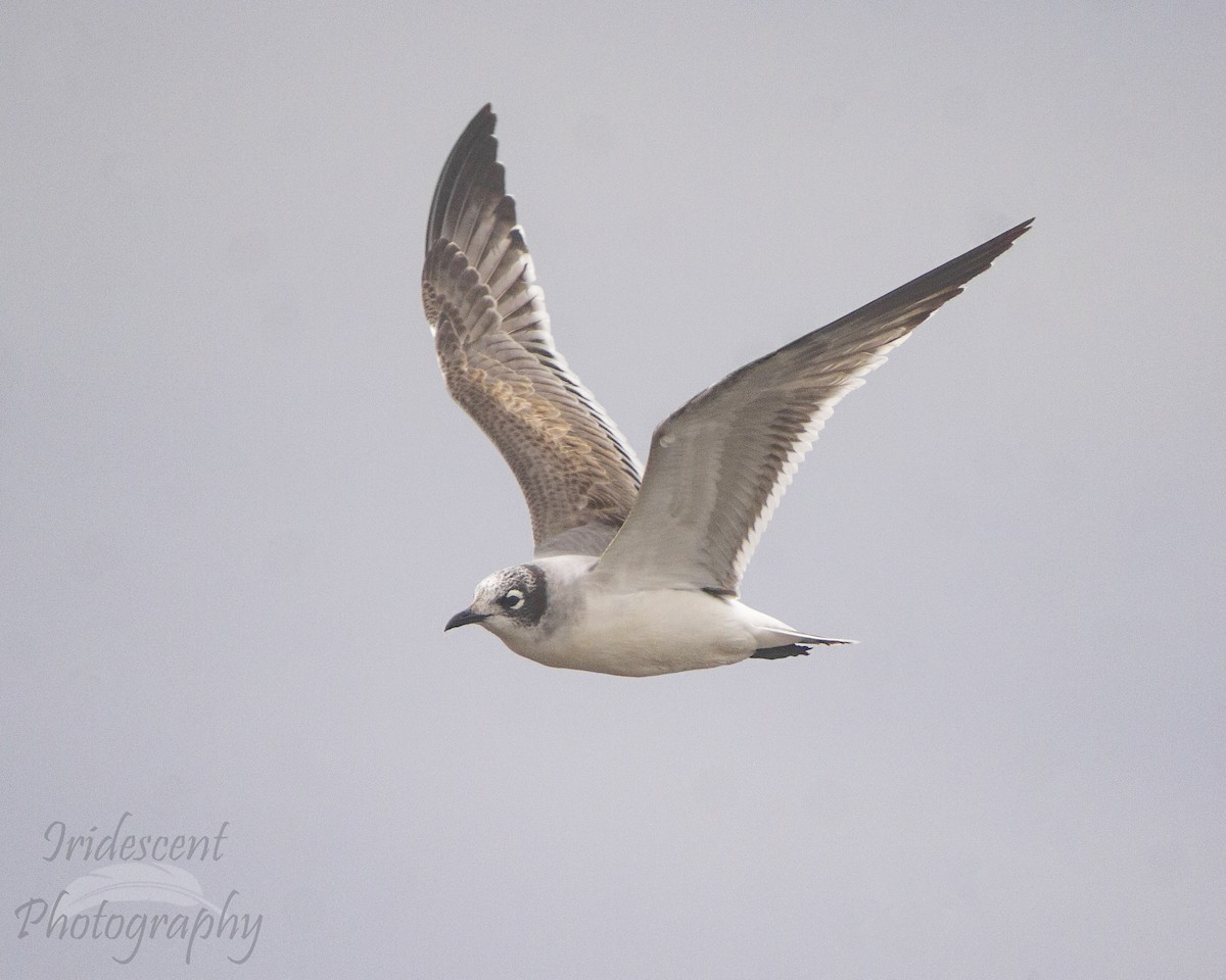 Франклинова чайка - ML647386271