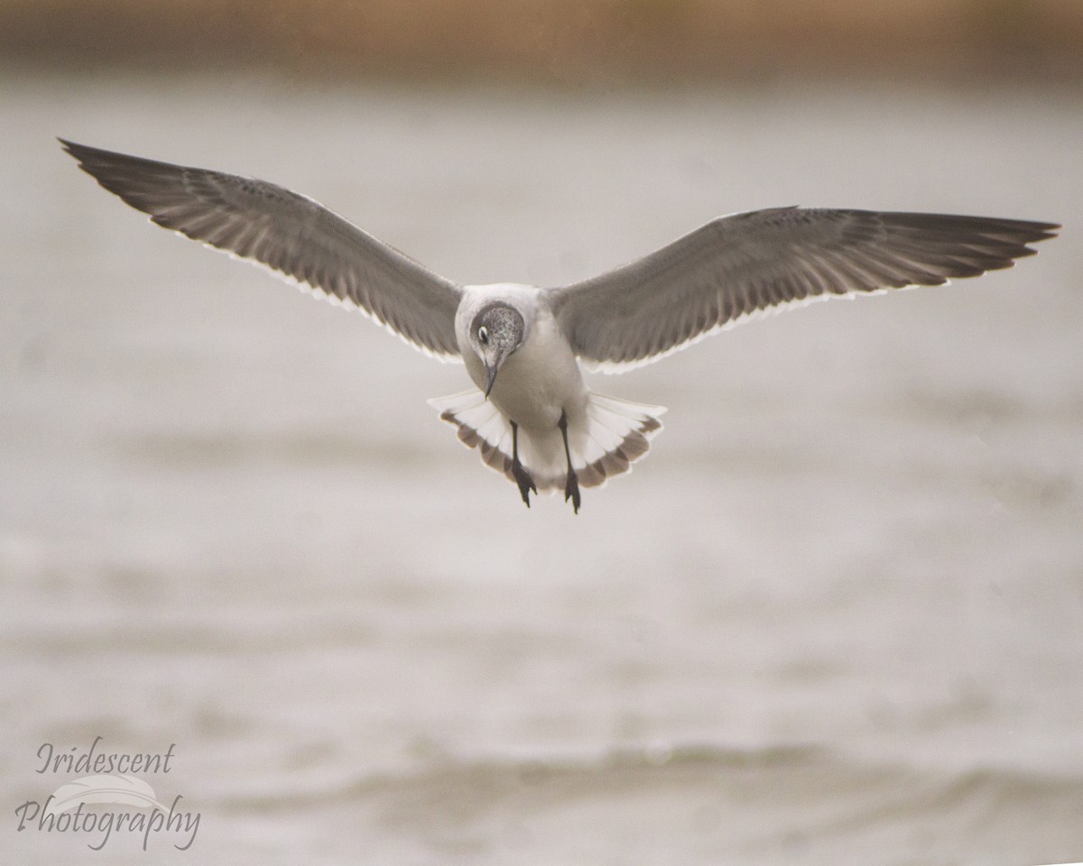 Франклинова чайка - ML647386272