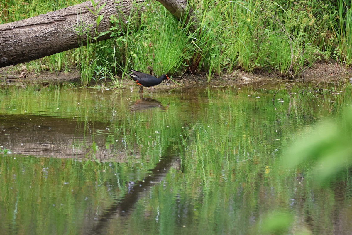 Тёмная камышница - ML647386275