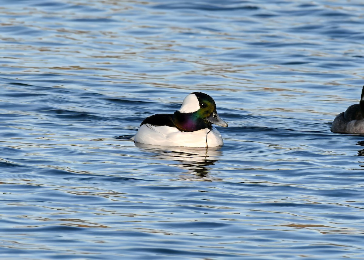 Гоголь-головастик - ML647386277