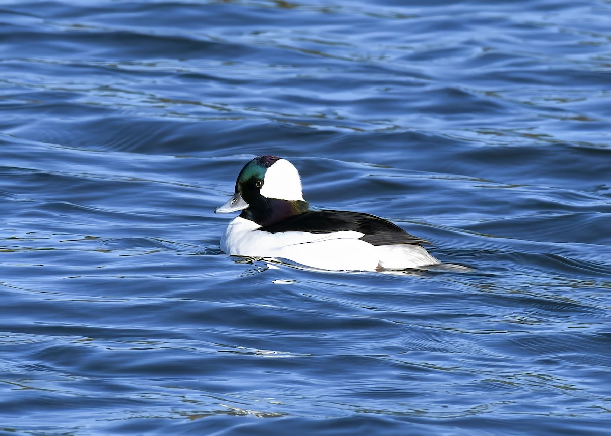 Гоголь-головастик - ML647386278