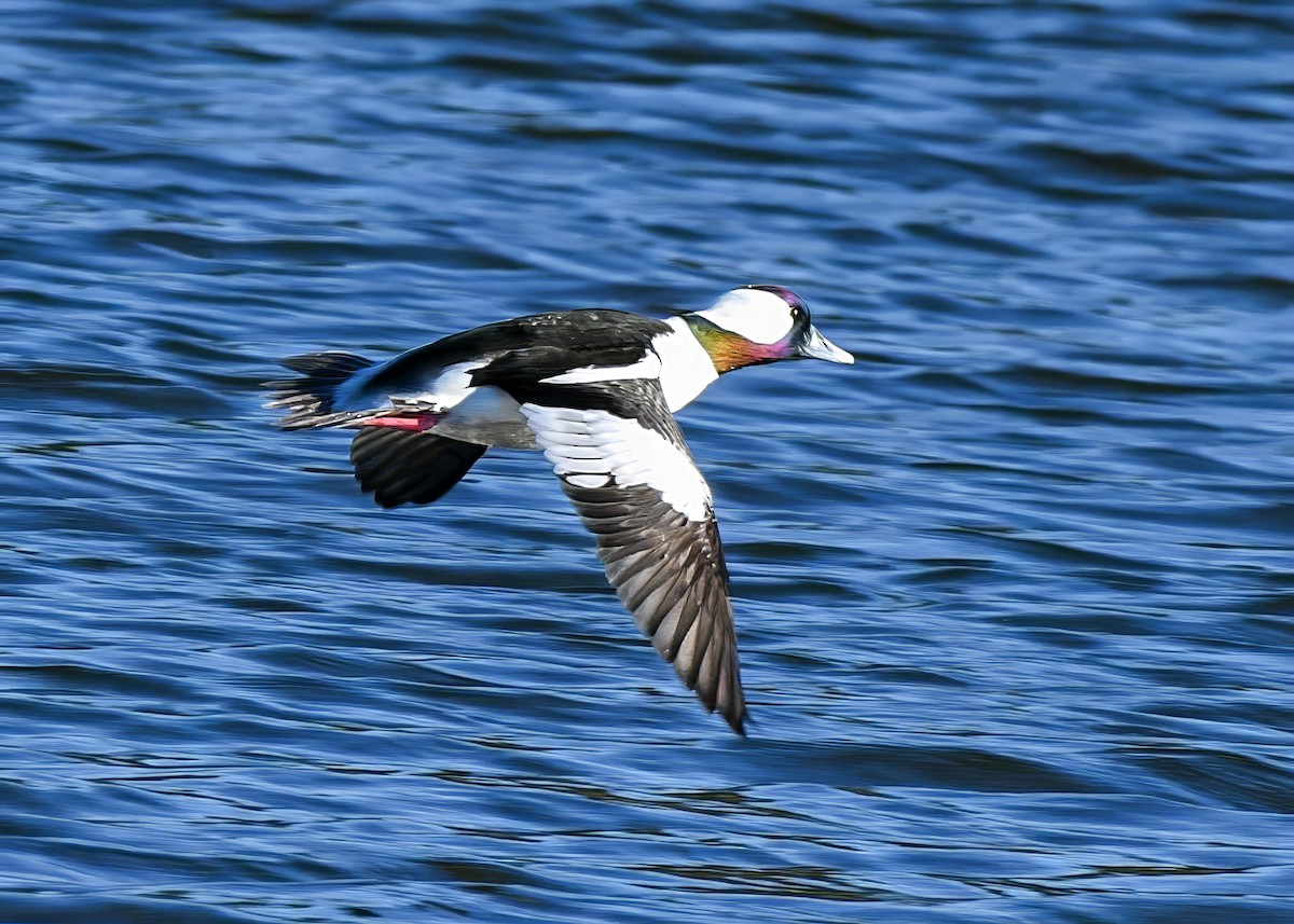 Гоголь-головастик - ML647386279