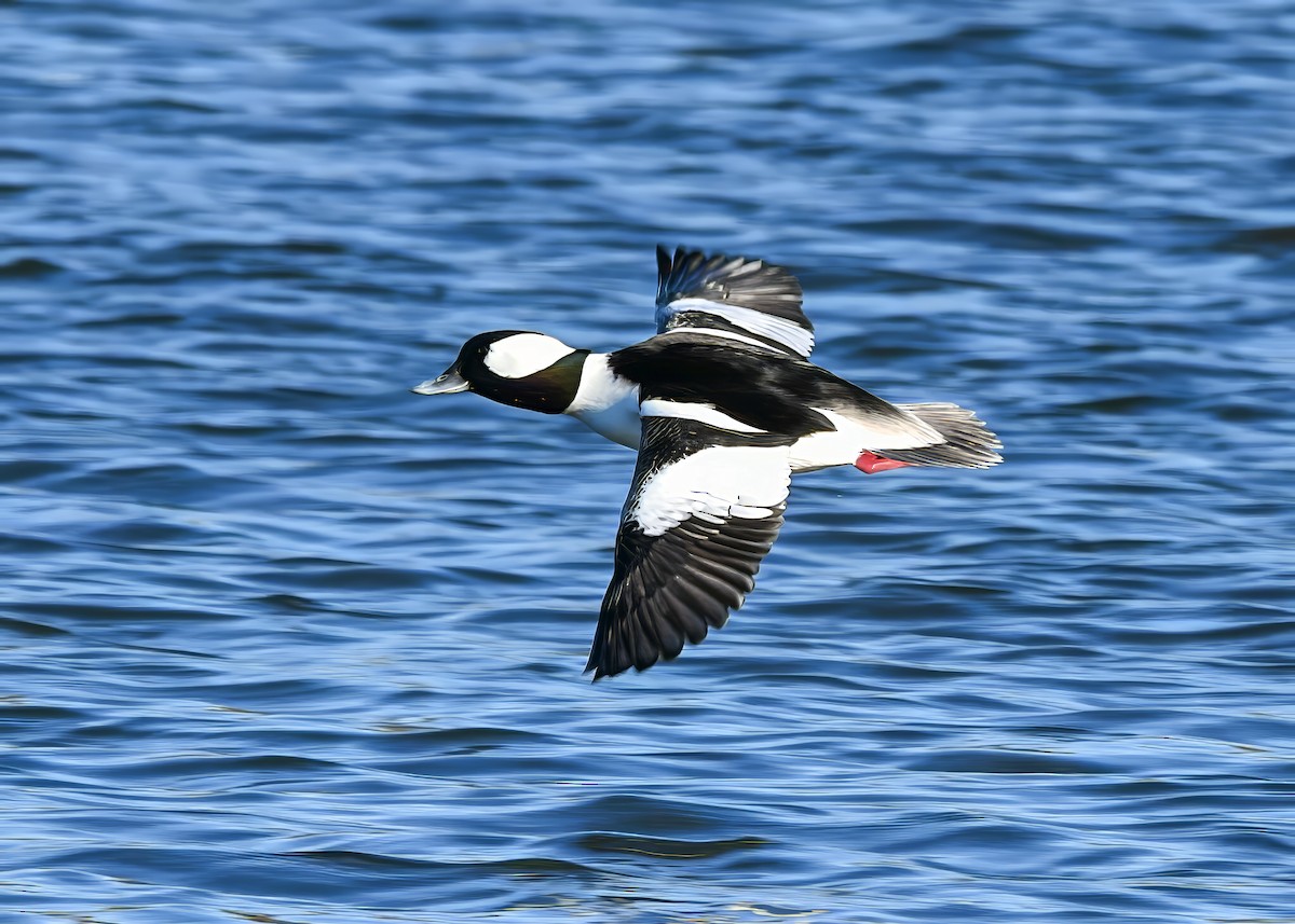 Гоголь-головастик - ML647386280