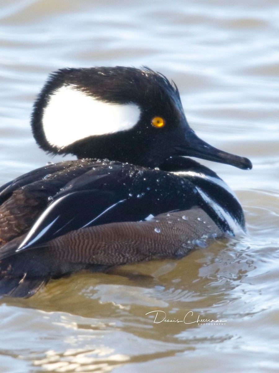 Hooded Merganser - ML647386285